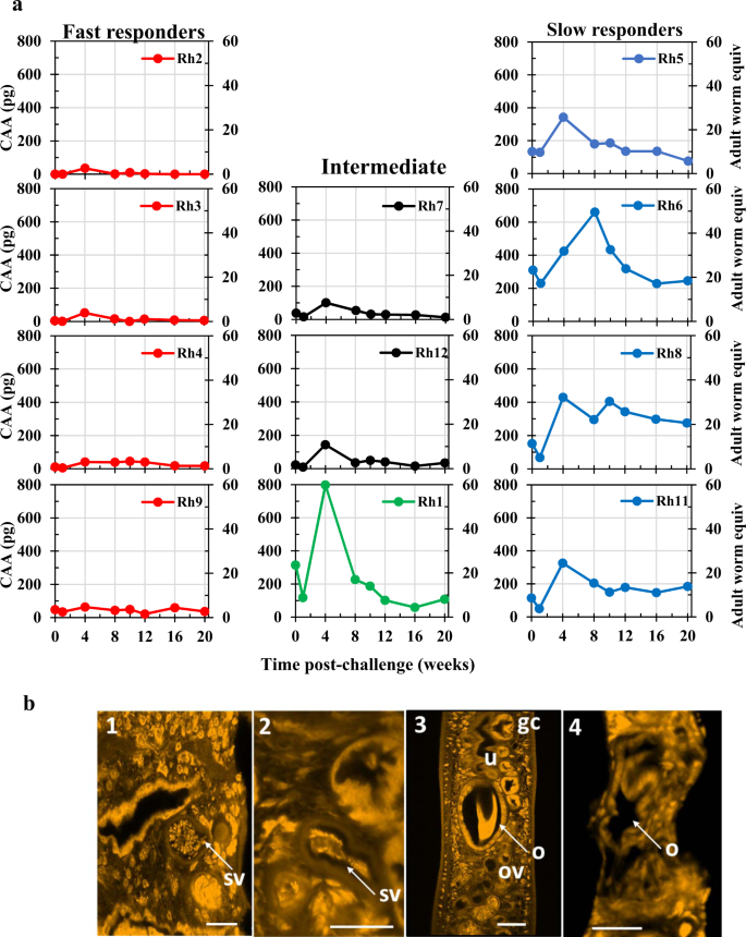 Fig. 4: Post-challenge phase between Wk0pc (Wk42 post-infection) and Wk20pc (Wk62 post-infection).