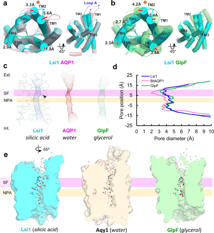 Structural Basis For High Selectivity Of A Rice Silicon Channel Lsi1 Nature Communications