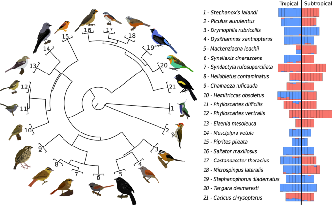 Fig. 2: Phylogenetic relationship and genetic structure of the focal species of birds that occur in the Atlantic Forest Sky islands (left).