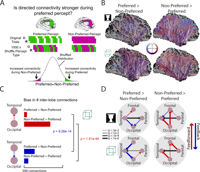 Fig. 4: Increased feedback influences during the preferred percept and increased feedforward influences during the non-preferred percept across large-scale cortical networks.