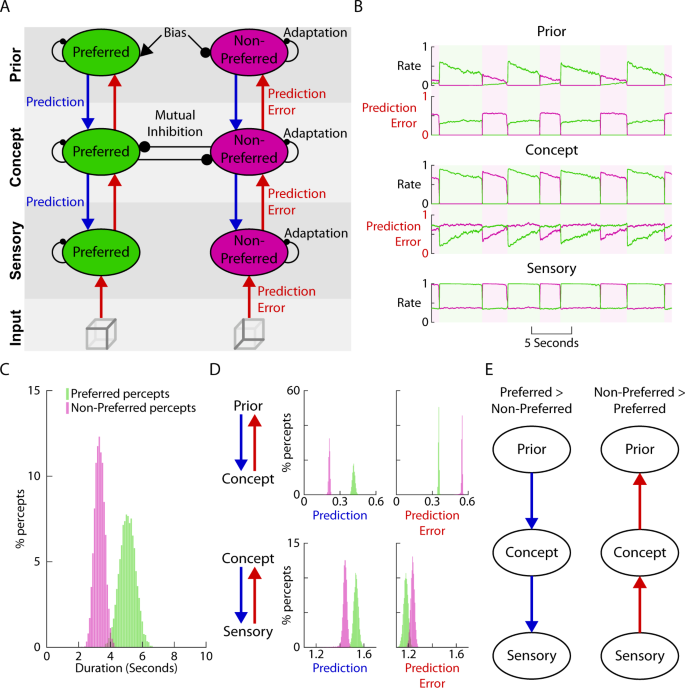 Fig. 5: A computational model incorporating hierarchical predictive coding and attractor networks reproduces main experimental findings.