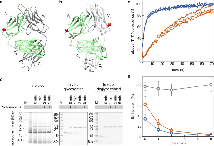 Fig. 5: Effect of glycosylation on the formation of fibrils from FOR001 fibril protein.