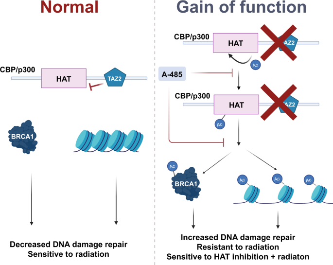 Microdeletions and mutations of CREBBP (CBP) gene can cause