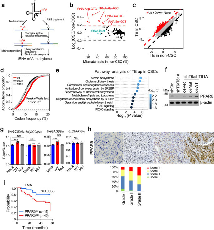 Fig. 3: m1A58 methylation in tRNA regulates PPARδ translation.