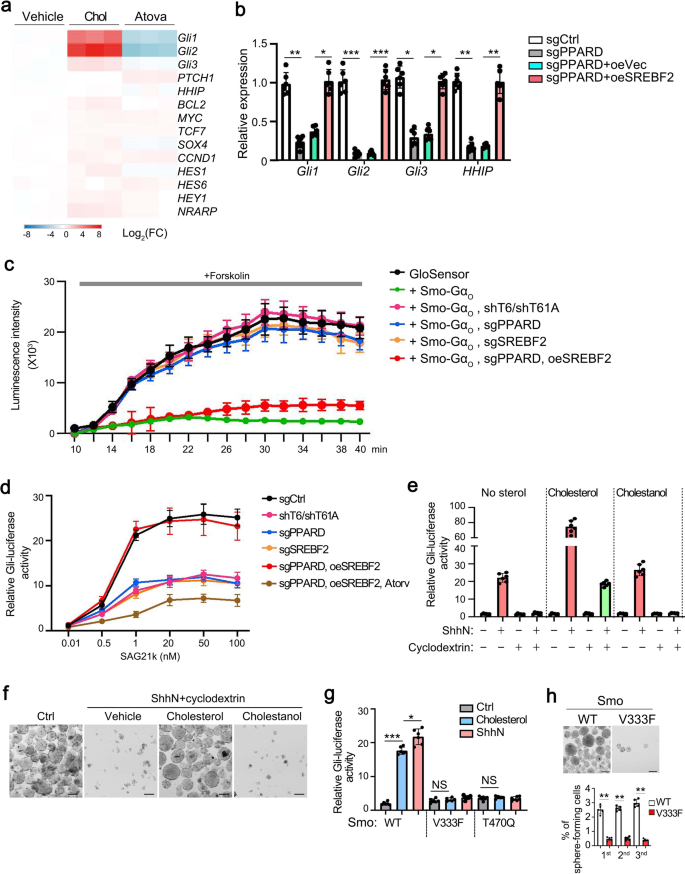 Fig. 5: Cholesterol activates Hh signaling in liver CSCs.
