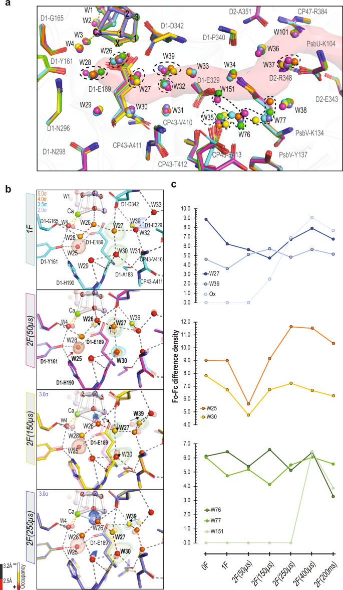 Fig. 3: Structural changes in the O1 channel during the S2 → S3 transition.
