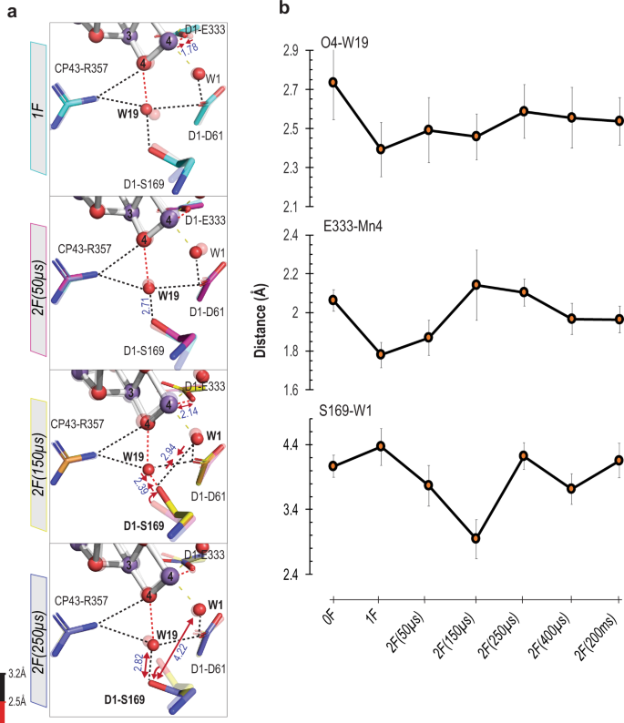 Fig. 4: Changes near W1 and O4 environment during the S2 → S3 transition.