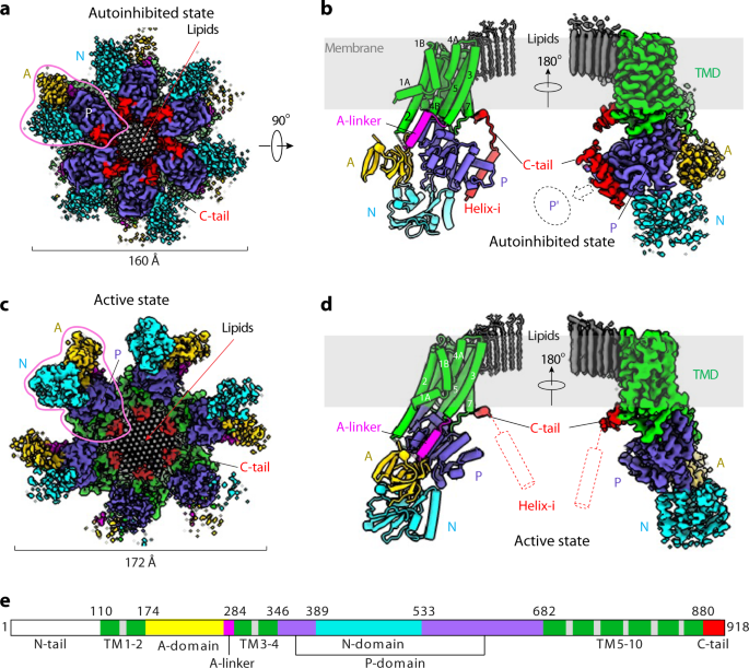 Fig. 1: Cryo-EM structures of the autoinhibited and activated Pma1 hexamer.