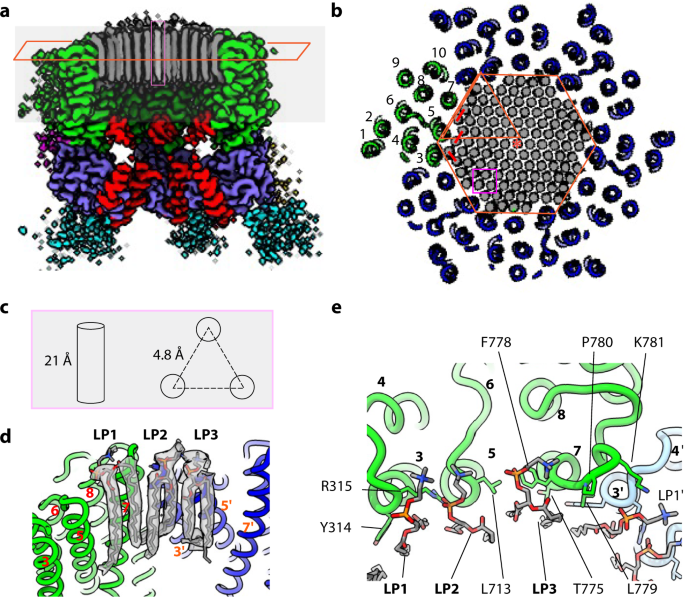Fig. 2: Lipids in the central hole of the Pma1 hexamer.