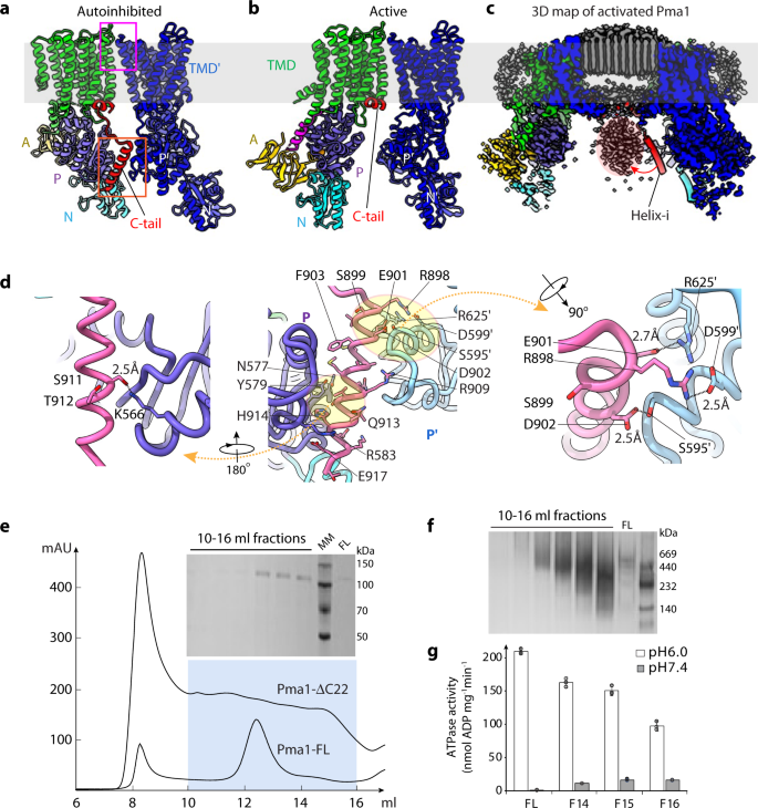 Fig. 3: Mechanism of C-tail-mediated hexamer assembly and autoinhibition of Pma1.