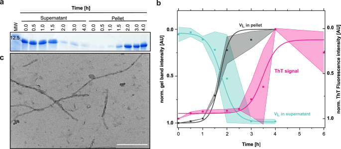 Fig. 1: Transition from soluble VL Pat-1 to insoluble fibrils.