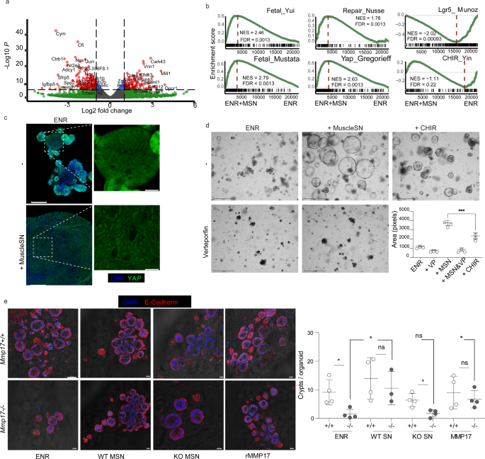 Fig. 7: Muscle-SN induces a reparative epithelial state in organoids and rescues the reparative growth on KO iECM.
