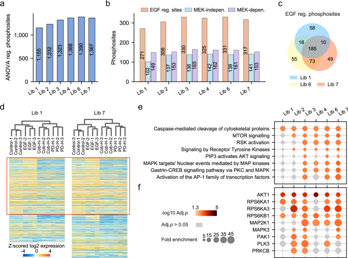 Fig. 5: DIA phosphoproteomics with DeepPhospho predicted libraries provides more biological insights than an extensive project-specific DDA library.