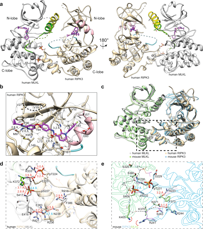 Fig. 1: The human MLKL pseudokinase domain and RIPK3 kinase domain form a face-to-face complex.