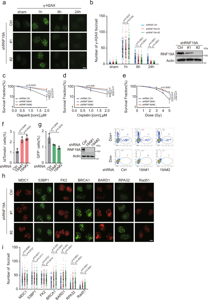Fig. 1: RNF19A inhibits HR and increases sensitivity to DNA-damaging agents.