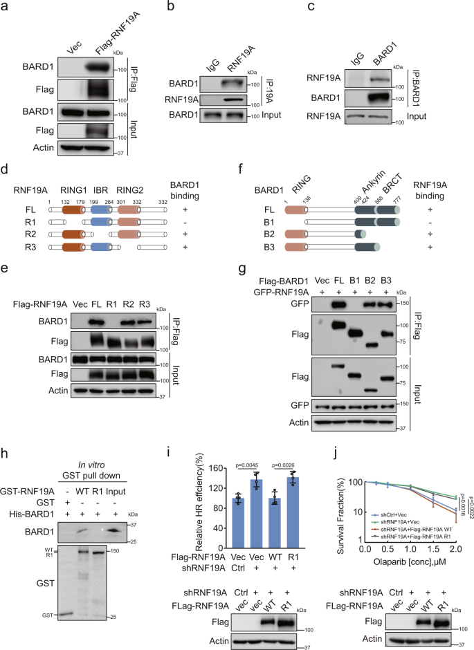 Fig. 2: RNF19A interacts with the BARD1 RING domain through its RING2 region.