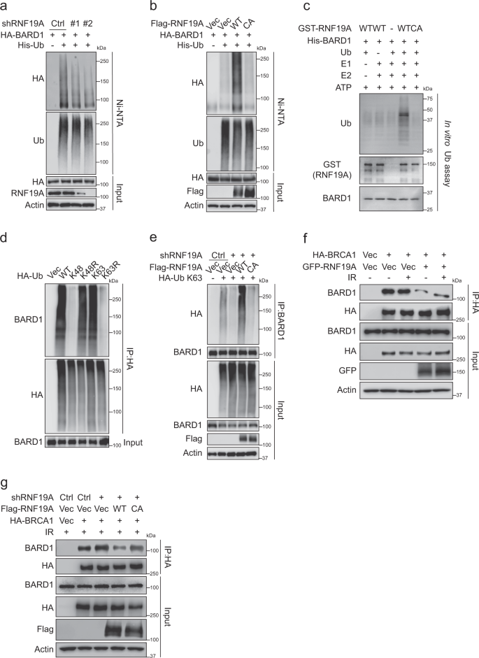 Fig. 4: RNF19A ubiquitinates BARD1 and restrains its interaction with BRCA1.