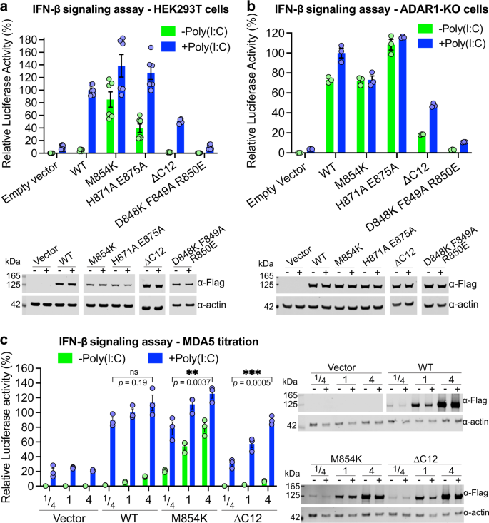Fig. 1: MDA5 M854K is constitutively active in a cell-based IFN-β reporter assay.