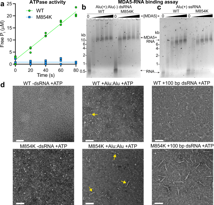 Fig. 2: The ATPase, RNA binding, and filament-forming activities of MDA5 M854K.