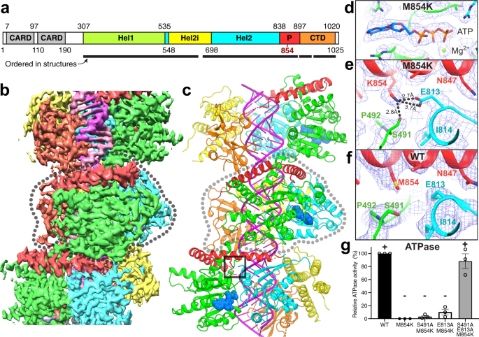 Fig. 3: CryoEM structure of the ATP-bound M854K MDA5-dsRNA filament.