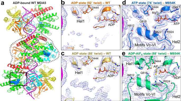 Fig. 5: CryoEM structures of WT MDA5-dsRNA filaments in complex with ADP.