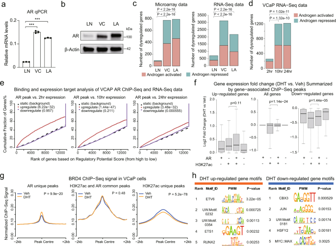 Androgen receptor and MYC equilibration centralizes on developmental super-enhancer