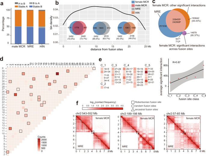 Fig. 2: Evolution of 3D chromatin architectures along with chromosome fusion in muntjacs.
