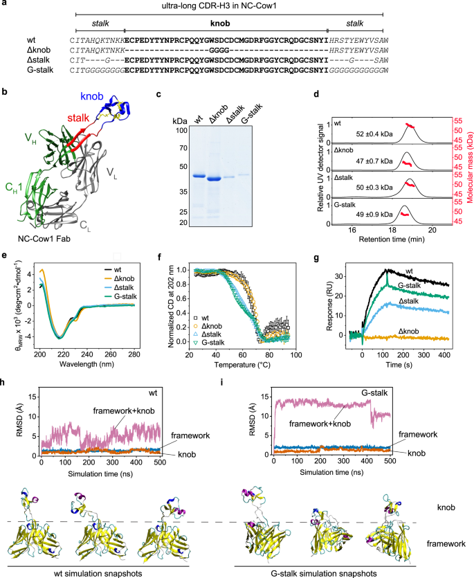 Fig. 1: Importance of the stalk and knob in the ultra-long CDR-H3.