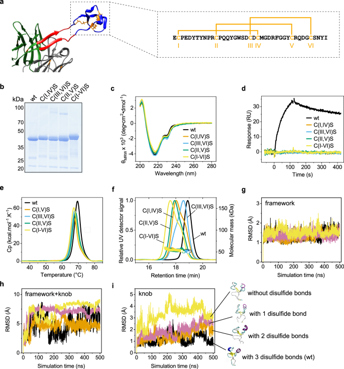 Fig. 2: Role of the disulfide bonds in the knob.