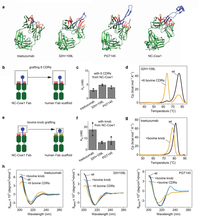 Fig. 3: Humanization approaches for bovine antibodies with ultra-long CDR-H3s.