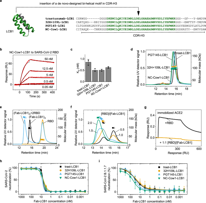 Fig. 4: Grafting of de novo designed mini-domains against SARS-CoV-2 into CDR-H3 of bovine and human Fab fragments.