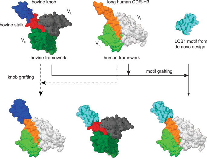 Fig. 6: Design principles for the development of bovine and human antibodies with ultra-long CDRs.