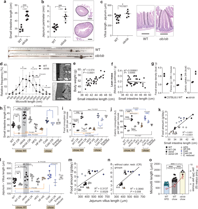 Fig. 1: Food amount regulates the intestinal absorptive surface at multiple levels.