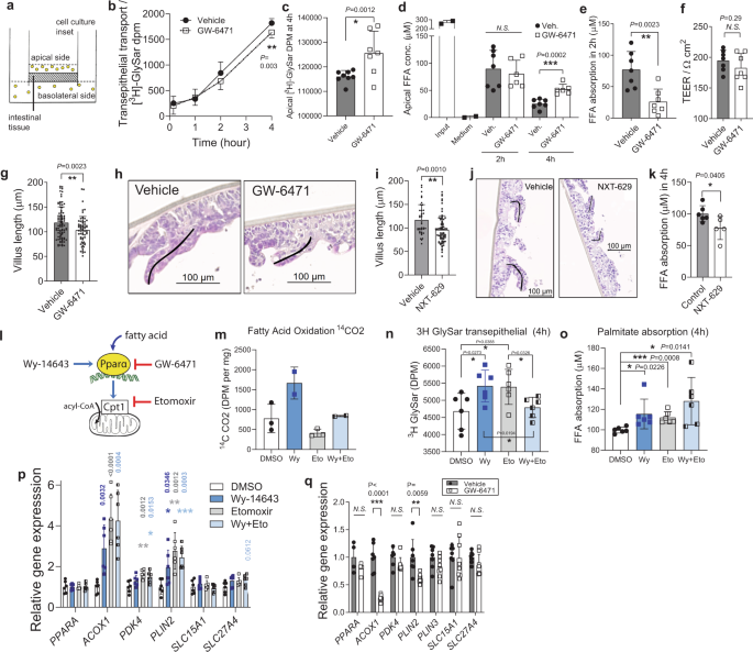 Fig. 5: PPARα antagonism reduces fatty acid uptake and villi length in human intestinal biopsies.