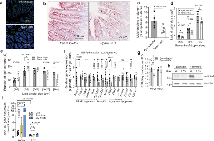 Fig. 6: PPARα ablation reduces LD size and amount, and suppresses PLIN2 in small intestine.