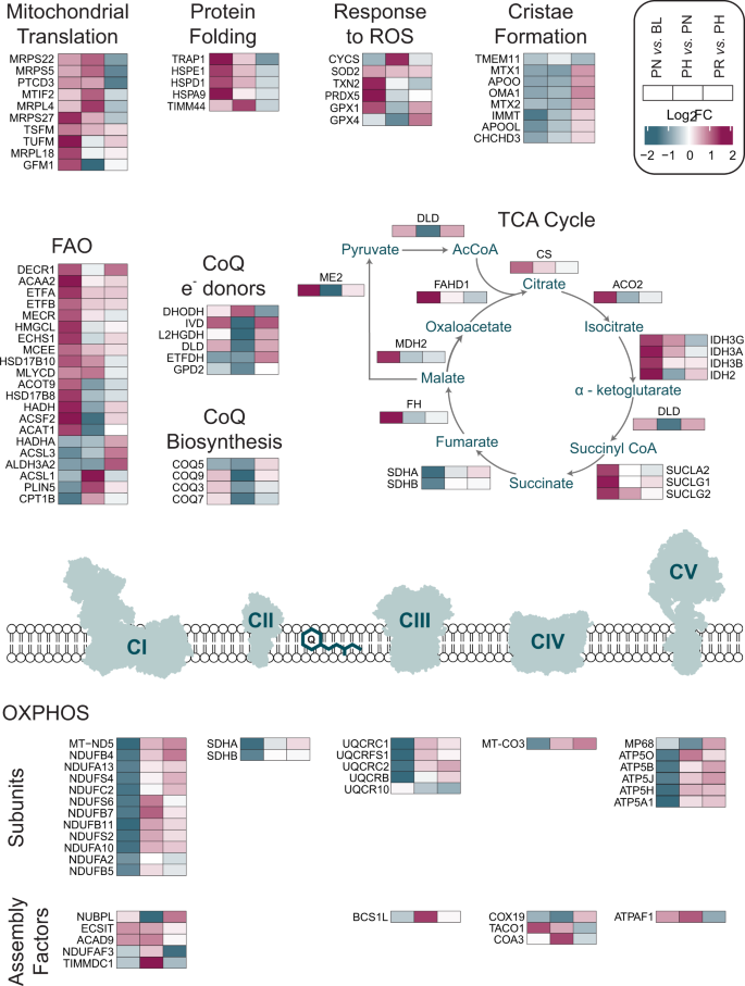 Fig. 3: Overview of training-induced changes in mitochondrial protein functional classes and metabolic pathways.