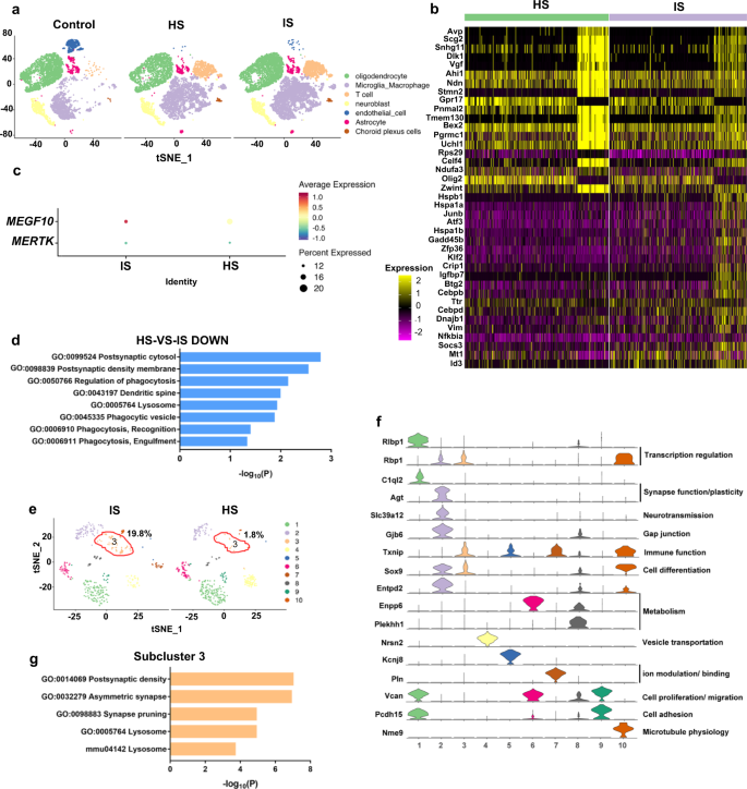 Fig. 10: scRNA-seq revealed phagocytosis-related gene expression difference of astrocytes between ischemic and hemorrhagic stroke.