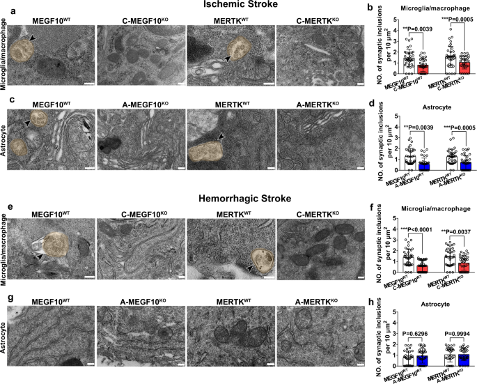 Fig. 6: Conditional MEGF10 or MERTK knockout reduced glial cell-mediated synapse engulfment after stroke.