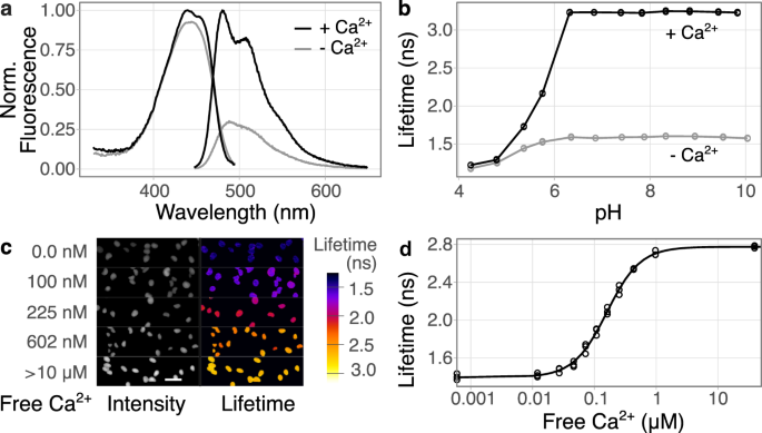 A turquoise fluorescence lifetime-based biosensor for quantitative imaging  of intracellular calcium