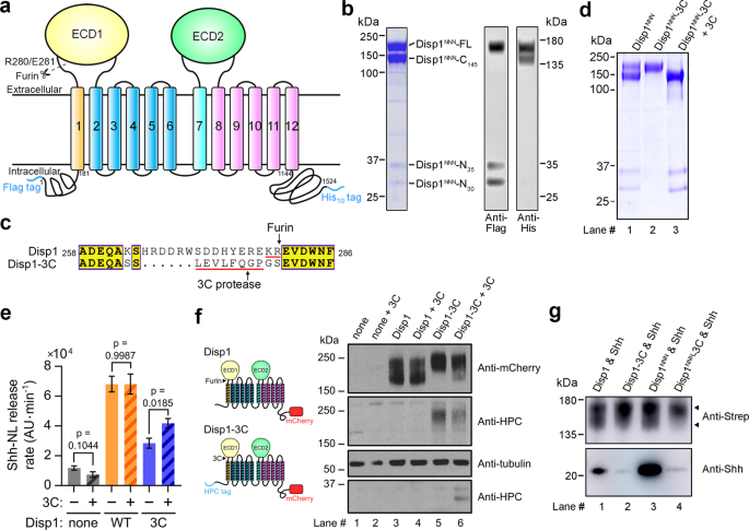 Fig. 1: Purification of human Disp1 (hDisp1) in pre- and post-proteolytic cleavage states.