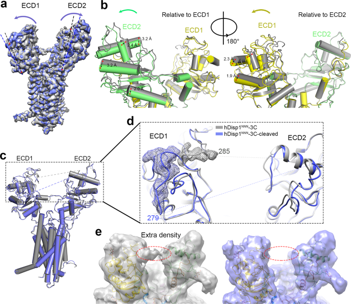 Fig. 3: Conformational changes in hDisp1 induced by proteolytic cleavage.