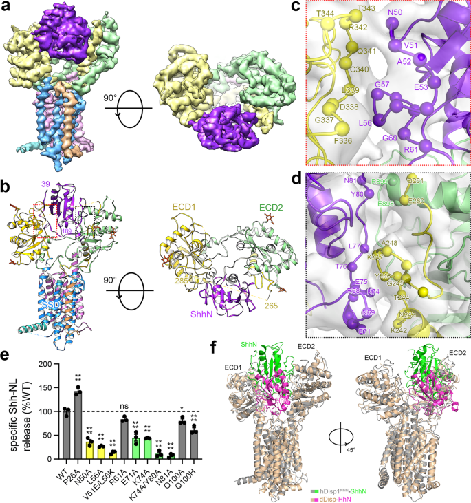 Fig. 4: Structure of hDisp1 bound to native, dually lipidated Shh.