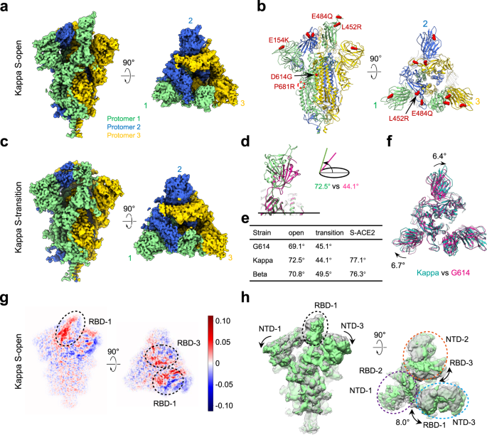 Conformational dynamics of the Beta and Kappa SARS-CoV-2 spike proteins and  their complexes with ACE2 receptor revealed by cryo-EM | Nature  Communications