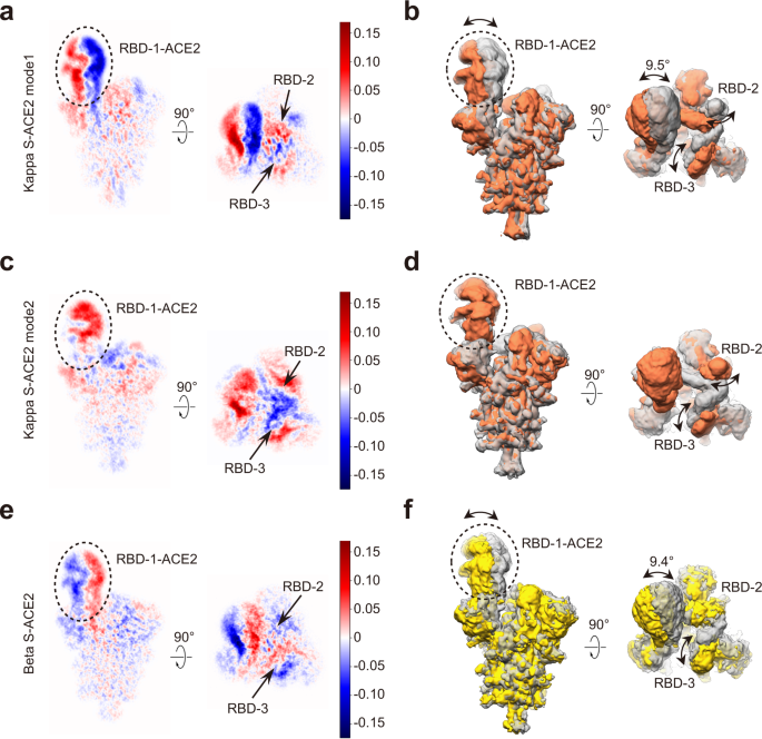 Conformational dynamics of the Beta and Kappa SARS-CoV-2 spike proteins and  their complexes with ACE2 receptor revealed by cryo-EM | Nature  Communications