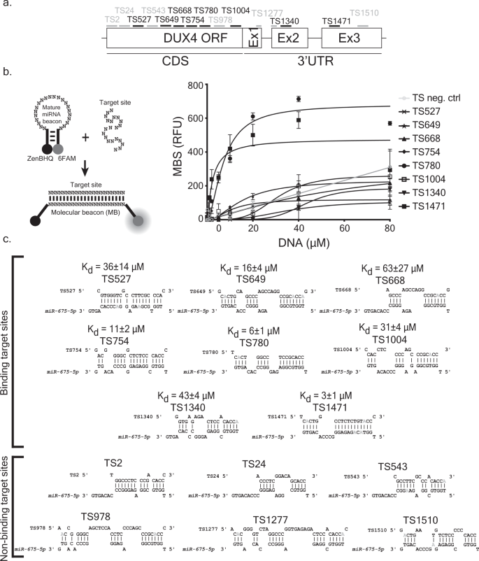 Human Mirna Mir 675 Inhibits Dux4 Expression And May Be Exploited As A Potential Treatment For Facioscapulohumeral Muscular Dystrophy Nature Communications