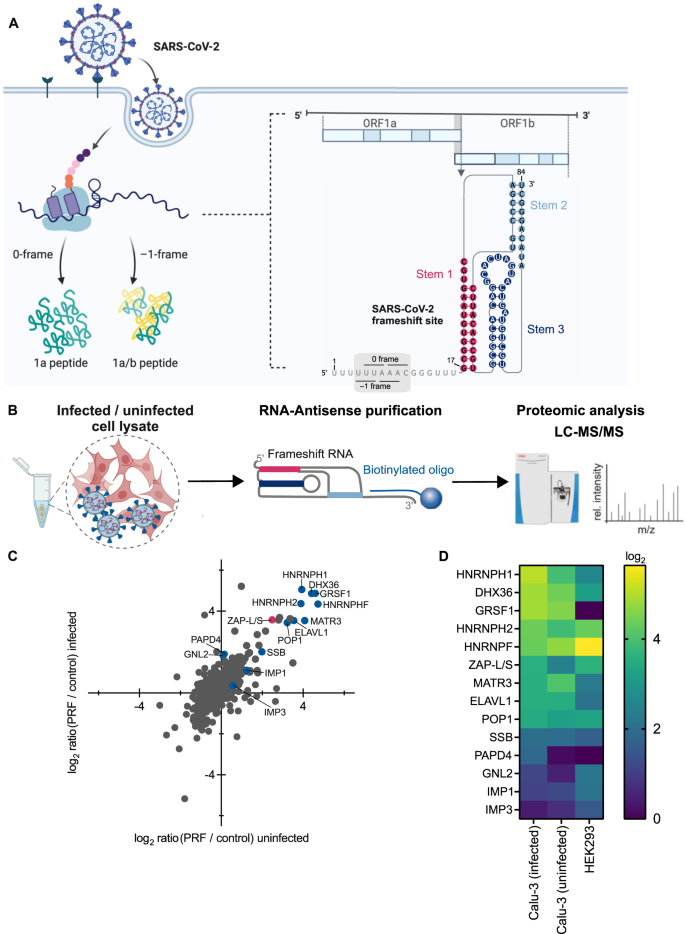 The short isoform of the host antiviral protein ZAP acts as an inhibitor of  SARS-CoV-2 programmed ribosomal frameshifting | Nature Communications