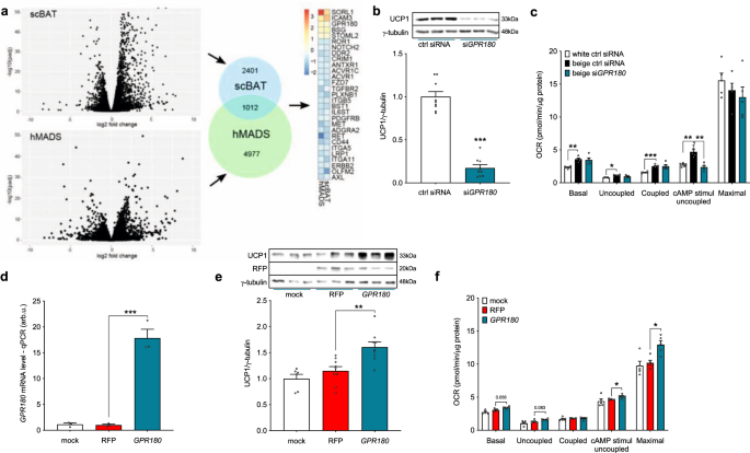 Fig. 1: GPR180 is upregulated in BAT and required for the brown phenotype.