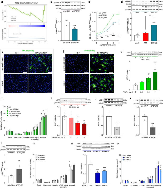 Fig. 3: GPR180 is not a GPCR, but a component of TGFβ signalling pathway enhancing mature beige adipocytes function.