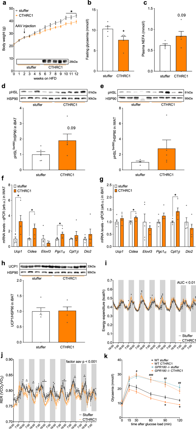 Fig. 6: CTHRC1 requires GPR180 to ameliorate metabolic disturbances in obesity.