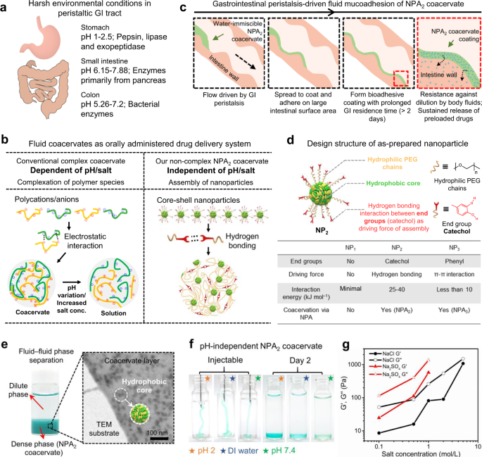Fig. 1: Core-shell nanoparticles assemble into noncomplex coacervate to adapt to the harsh gastrointestinal (GI) tract environment.